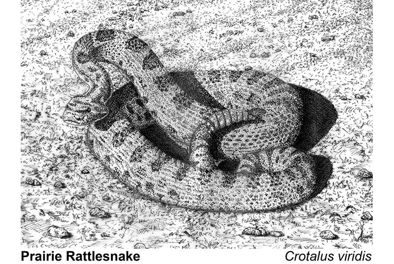 Sarasaurus--Middle Reader